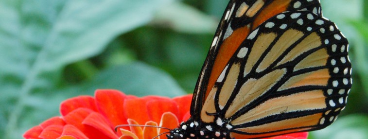 Monarchs and More: Mackinac Island's Butterfly Conservatory